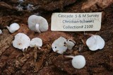 Collybia bakerensis image