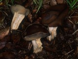 Helvella solitaria image