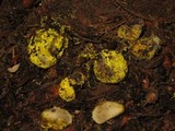 Rhizopogon truncatus image