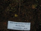 Rhizopogon truncatus image