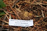 Rhizopogon roseolus image