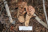 Gomphus bonarii image