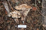 Gomphus bonarii image