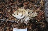 Ramaria rasilispora var. scatesiana image