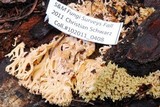Ramaria apiculata image