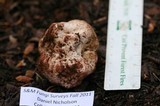 Rhizopogon roseolus image