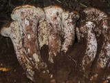 Gomphus bonarii image