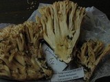 Ramaria rasilispora var. scatesiana image