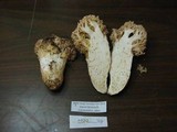 Ramaria subviolacea image