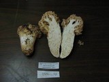 Ramaria subviolacea image