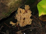 Ramaria formosa image