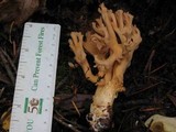 Ramaria formosa image