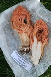 Ramaria cyaneigranosa image