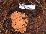 Ramaria cyaneigranosa image