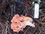Ramaria cyaneigranosa image