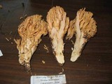 Ramaria formosa image