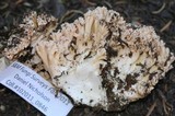 Ramaria caulifloriformis image