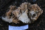 Ramaria caulifloriformis image