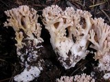 Ramaria caulifloriformis image