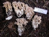 Ramaria caulifloriformis image