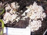 Ramaria caulifloriformis image