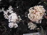 Ramaria caulifloriformis image