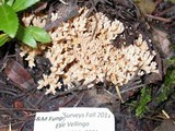 Ramaria caulifloriformis image