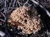 Ramaria caulifloriformis image