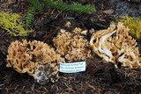 Ramaria caulifloriformis image