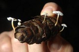 Strobilurus trullisatus image