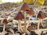 Psathyrella atrospora image