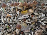 Psathyrella atrospora image