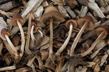 Psathyrella atrospora image