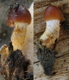 Psathyrella atrospora image