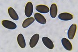 Psathyrella atrospora image