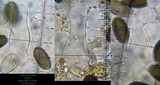 Psathyrella atrospora image