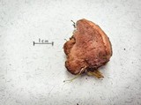 Leptoporus mollis image