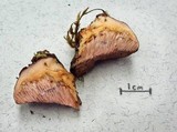Leptoporus mollis image