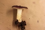 Russula xerampelina image
