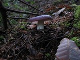 Russula xerampelina image