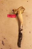 Caulorhiza umbonata image