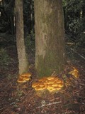 Gymnopilus ventricosus image