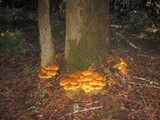 Gymnopilus ventricosus image