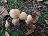 Hebeloma candidipes image