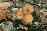 Cortinarius odorifer image