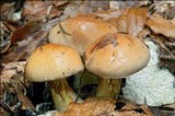 Cortinarius odorifer image