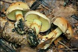 Cortinarius odorifer image