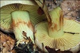 Cortinarius odorifer image