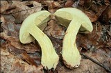 Cortinarius odorifer image