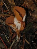 Otidea leporina image